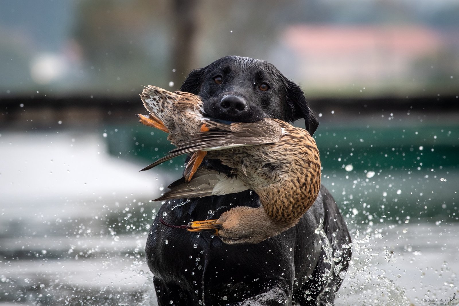 Archibald field retrieve