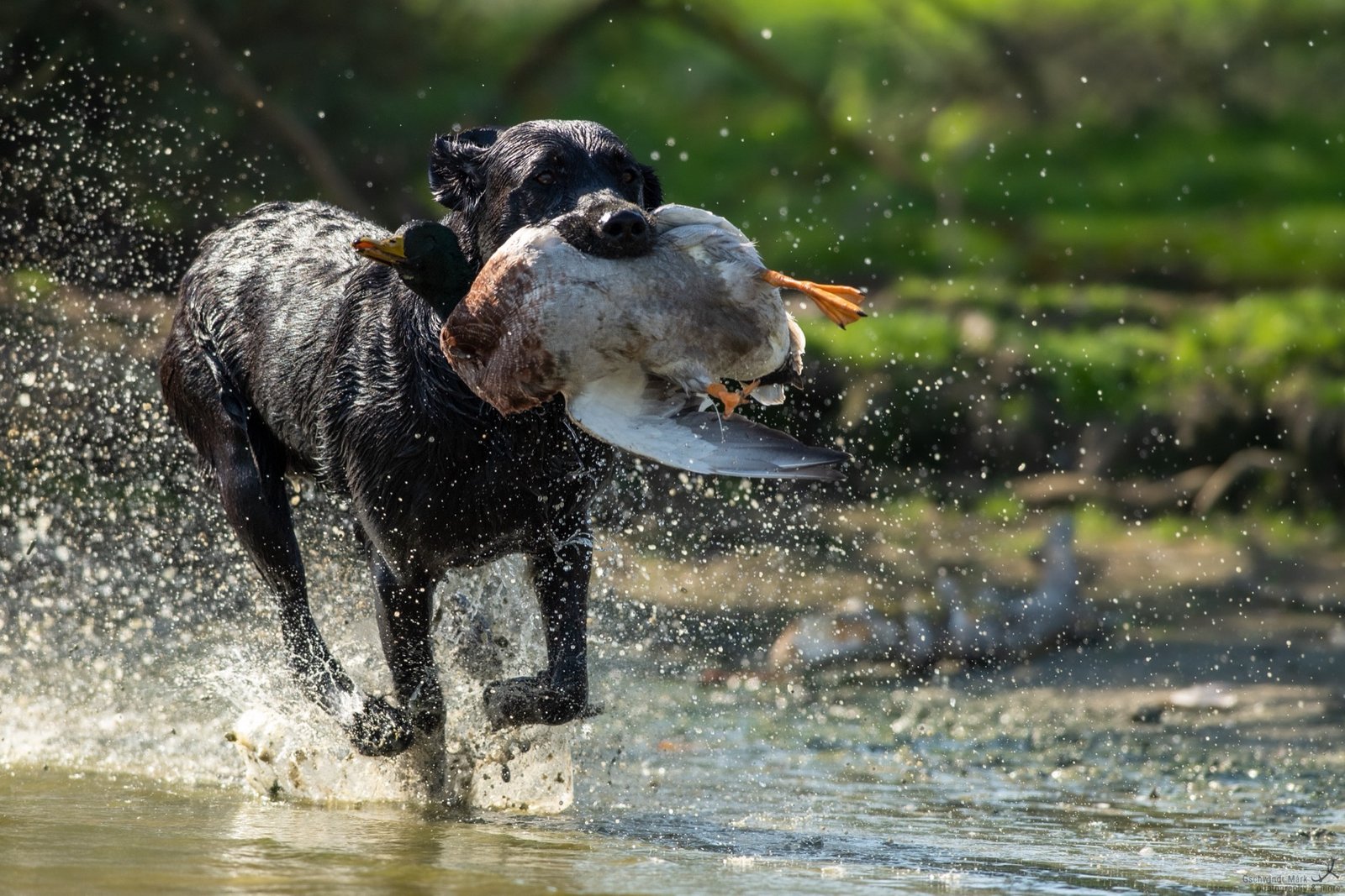 Archibald hunting